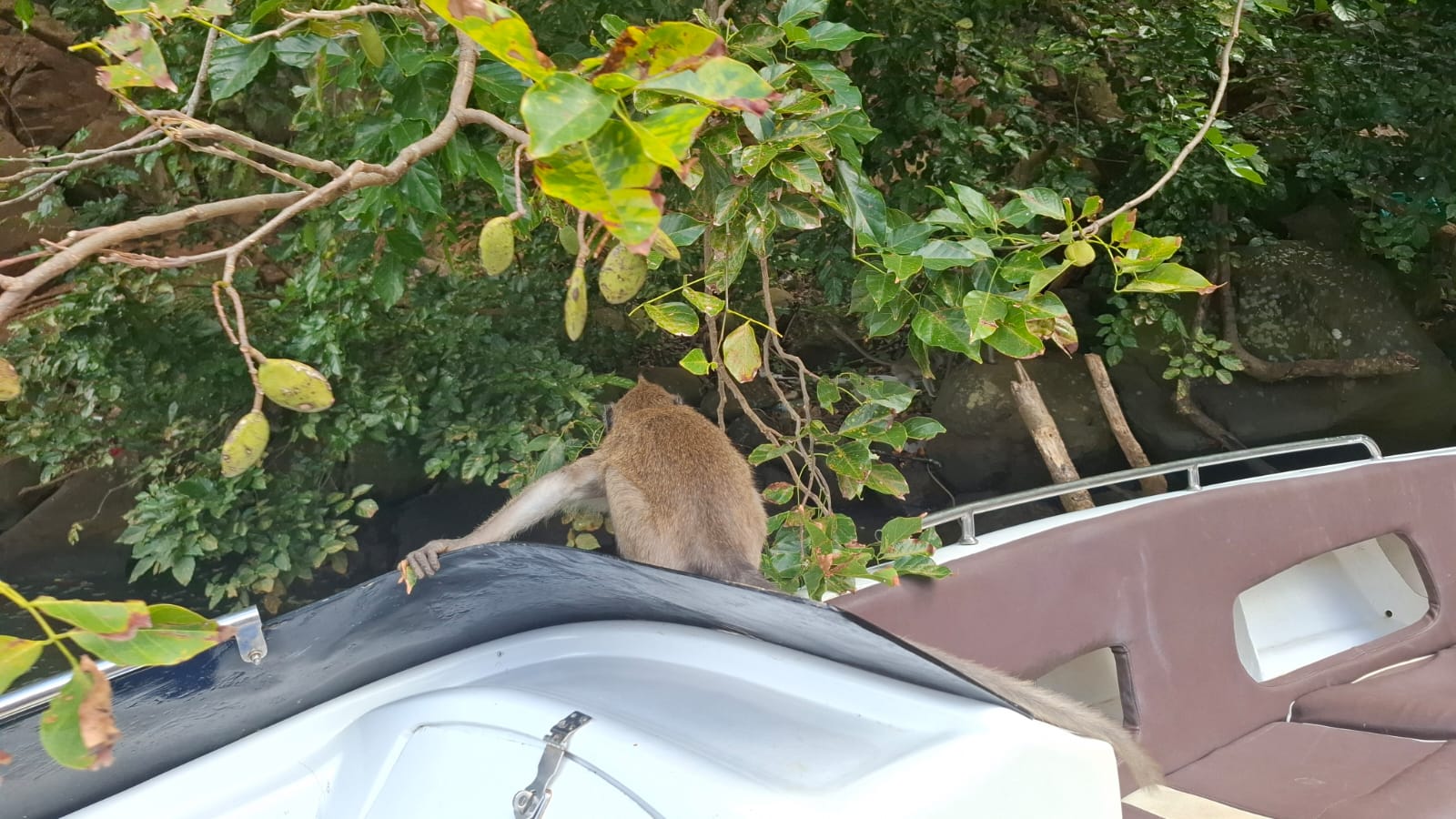 Southeast Cruises Adventure 26