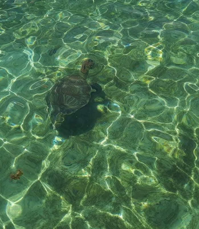 Southeast Cruises Adventure 32