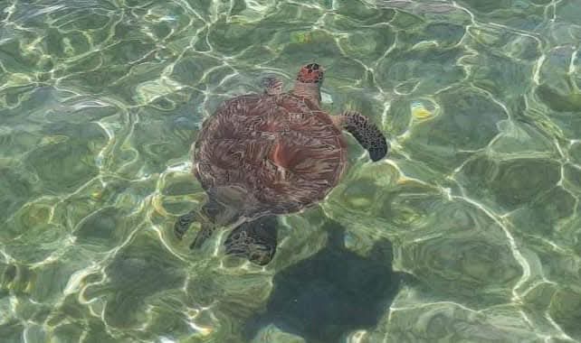 Southeast Cruises Adventure 33