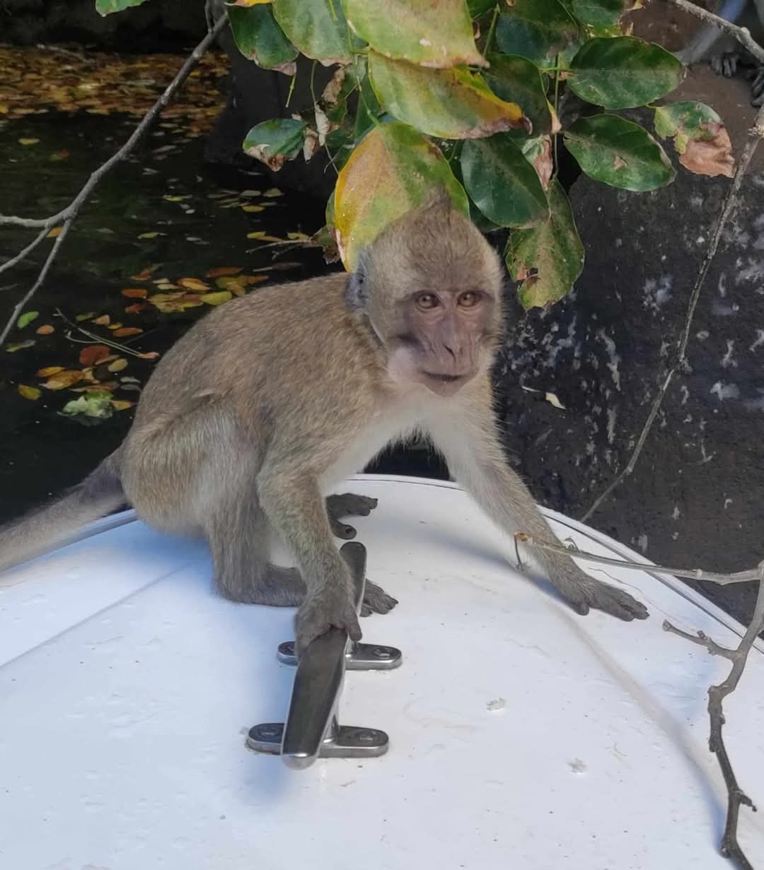 Southeast Cruises Adventure 75