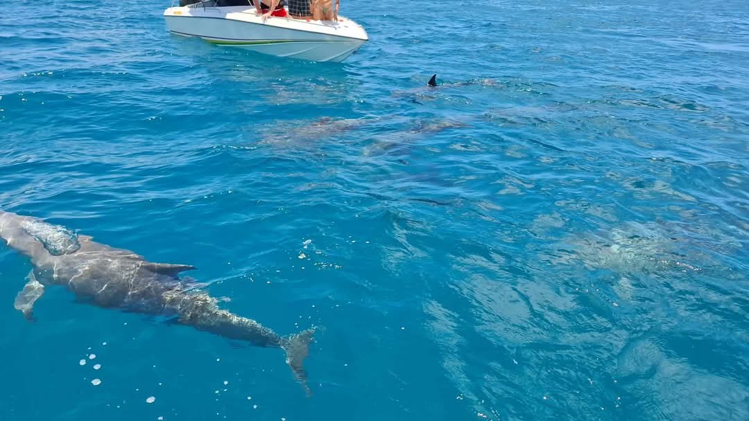 Southeast Cruises Adventure 78